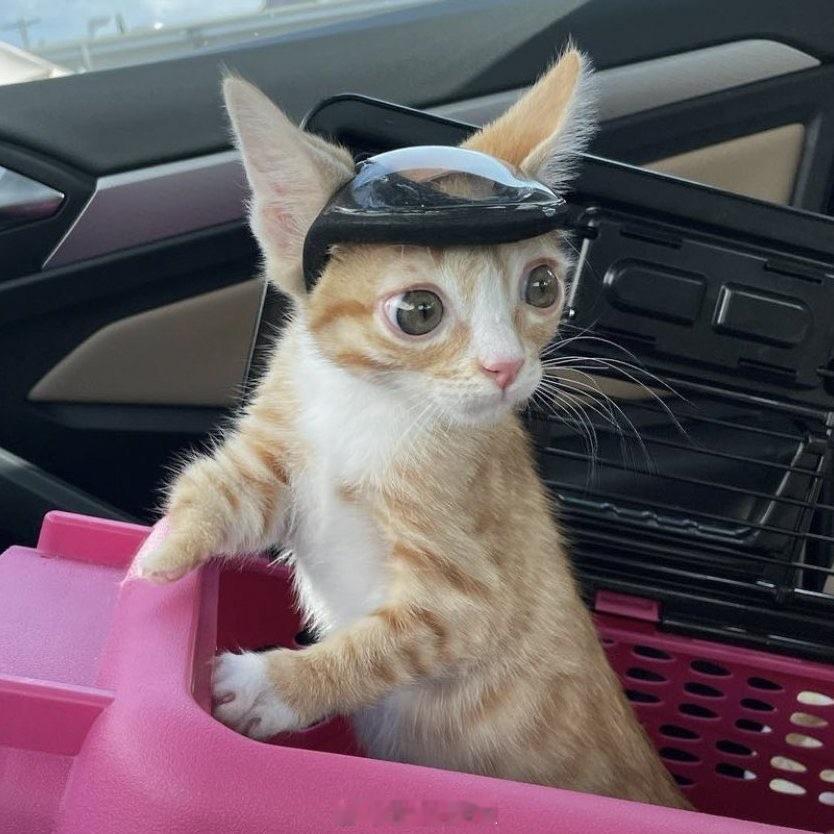 这只猫出生时没有完整的头骨，在接受钛合金头骨手术之前，它戴着一个很小的防护头盔。
