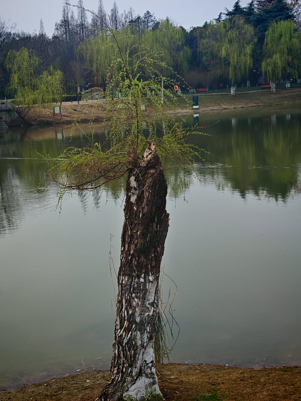 “老树开新枝”这词太妙了，就像生活里那些看似陈旧的事物焕发出新活力。拿传统戏曲来