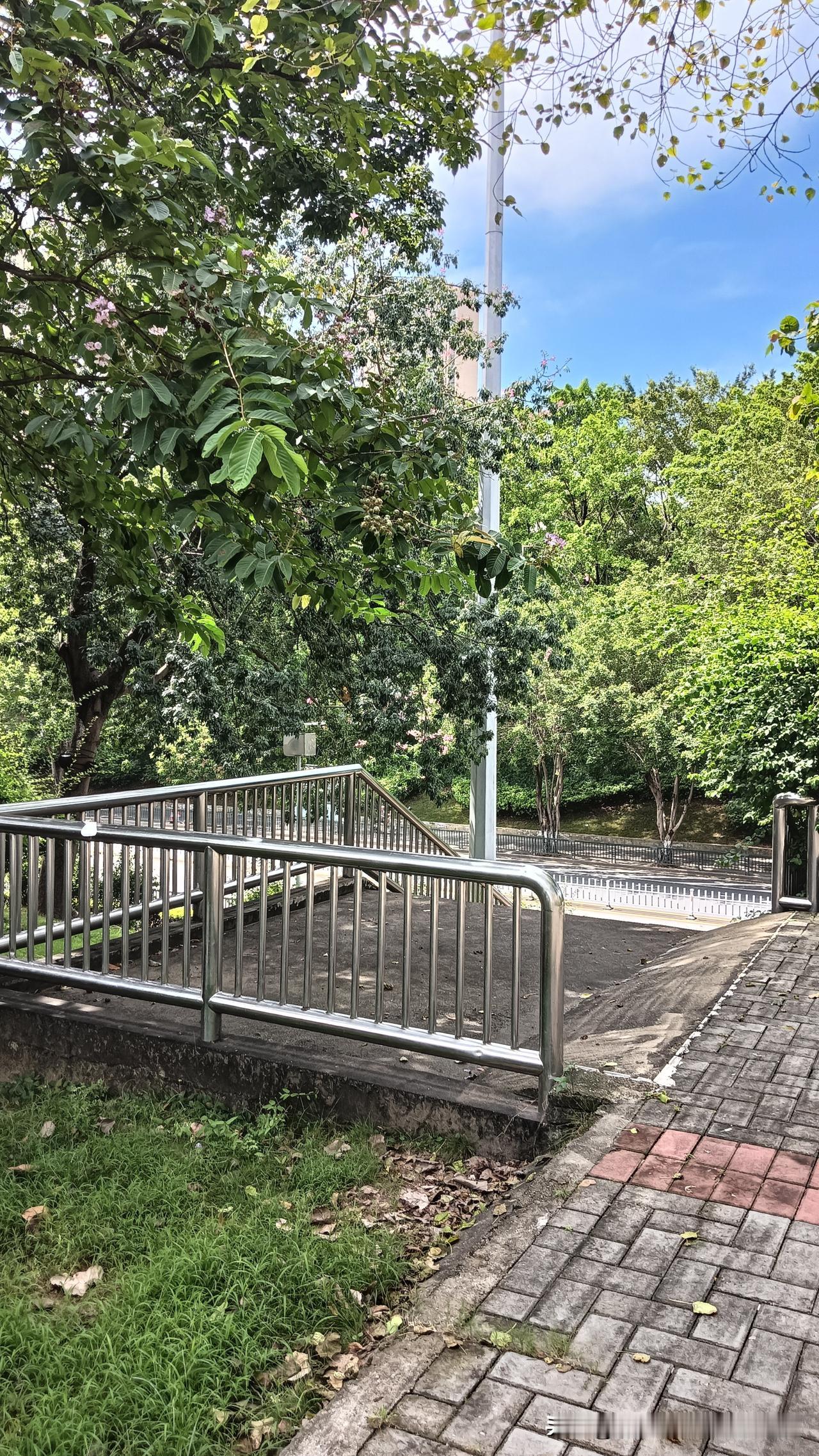 绿植摄影｜秋后余夏×一叶一菩提在江门教育局附近，沿路种植多组菩提树，佛语经