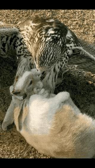 自然界的生存法则就是物竞天择、弱肉强食。