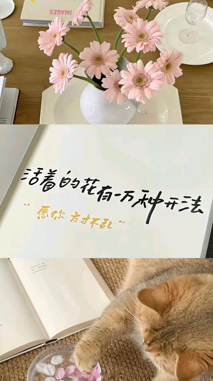 iPhone18｜8k高清ios全屏壁纸全屏/高清/苹果手机壁纸/凯迪