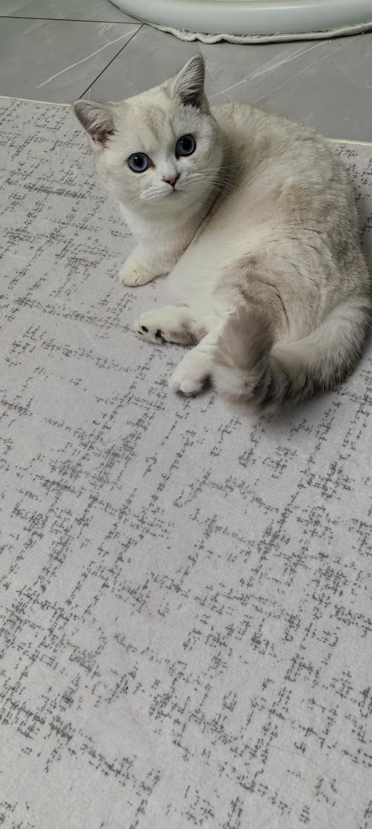 能晒一下你家猫咪慵懒的样子吗说说我家的猫咪雪糕吧：我以前也不喜欢猫咪.就丛我女