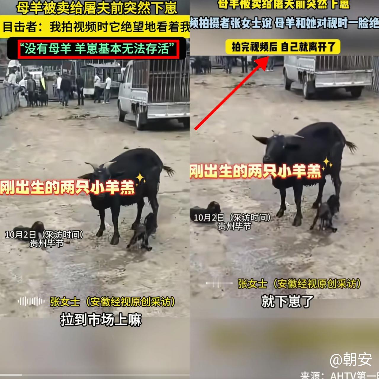 贵州大姐卖羊这事，看了真让人心里堵得慌！刚把母羊递给屠夫，就两只小羊生出来