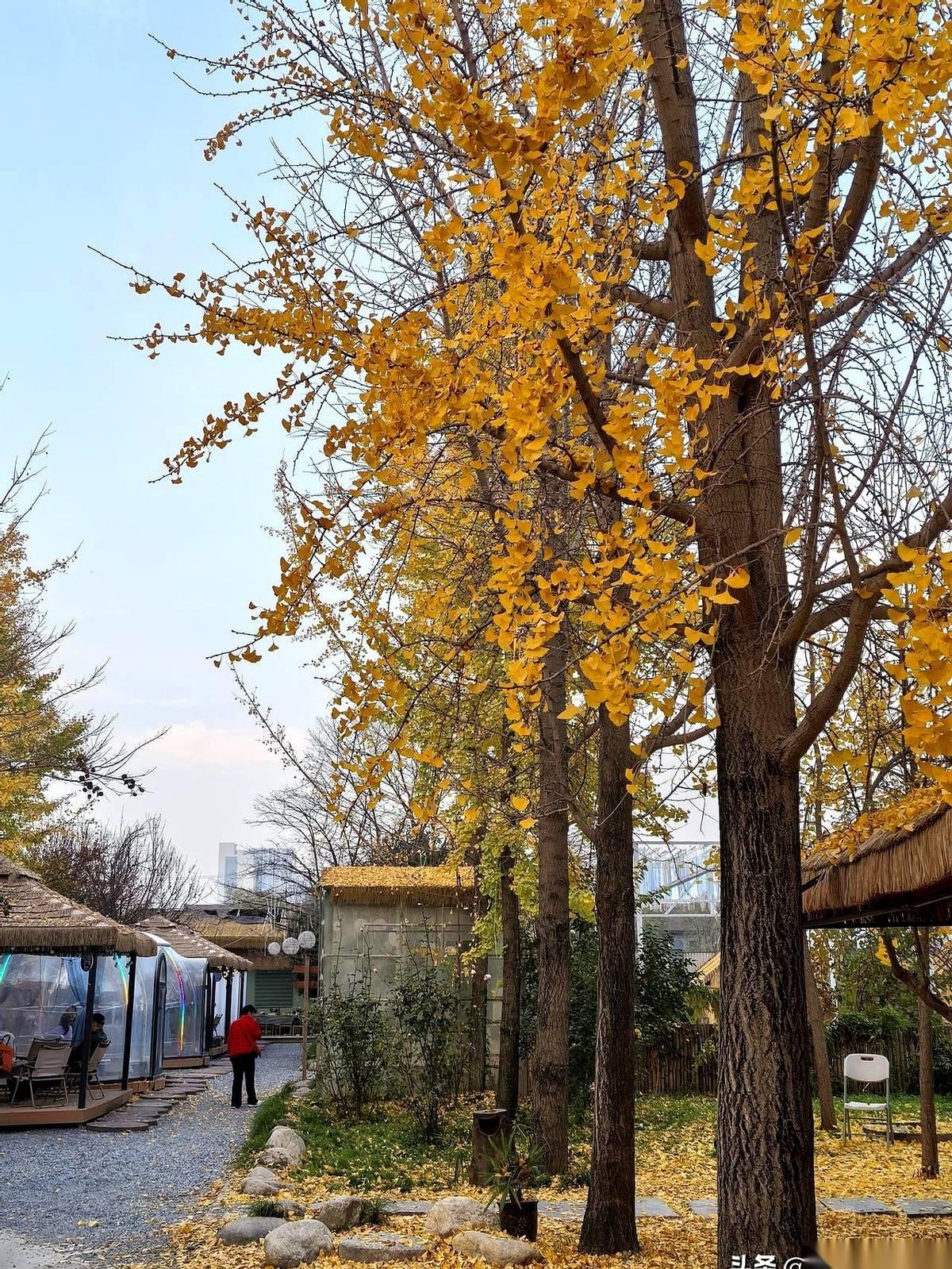 我婆婆，两个孩子，一个都没给我带过。但我敢说，她是我见过情商最高的婆婆，没有之