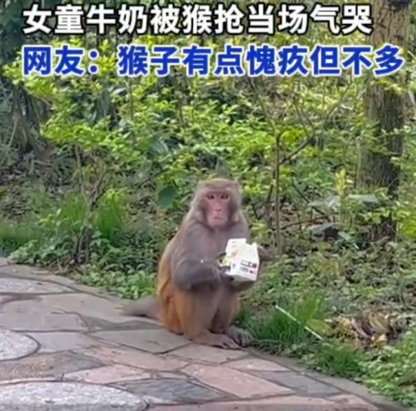 黔灵山猴子抢2岁女孩牛奶，孩子哭到发抖，网友笑喷：愧疚感仅维持3秒！贵州黔