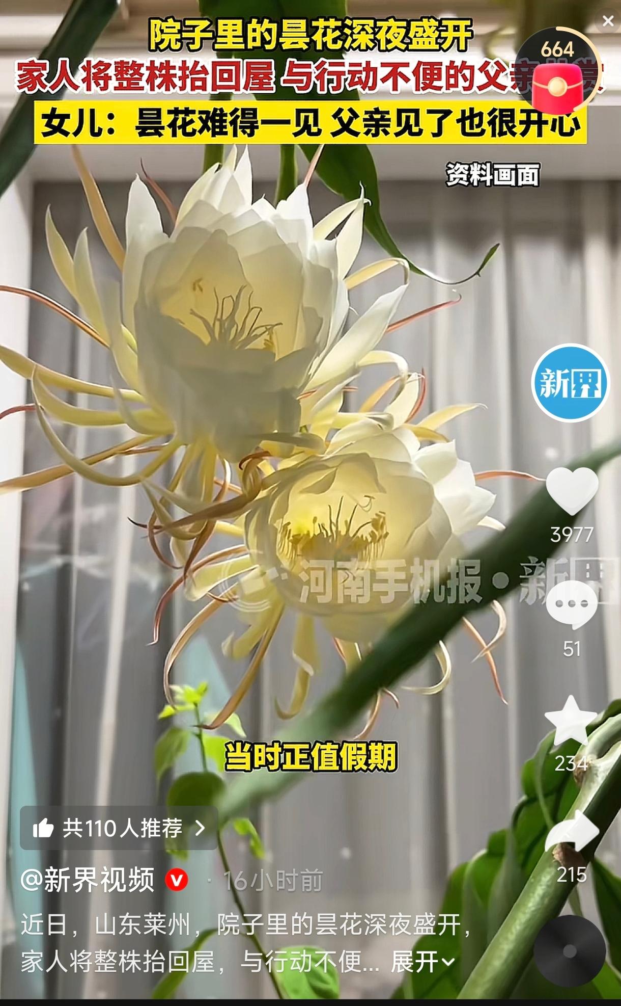 山东莱州，一女子家的院子里养了一株昙花。当天下午，昙花就已经含苞待放，一家人守在