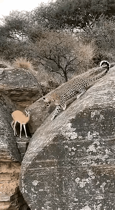 花豹追杀小羚羊，结局太解气！聪明反被聪明赢花豹盯上一只小羚羊，论速度论力量