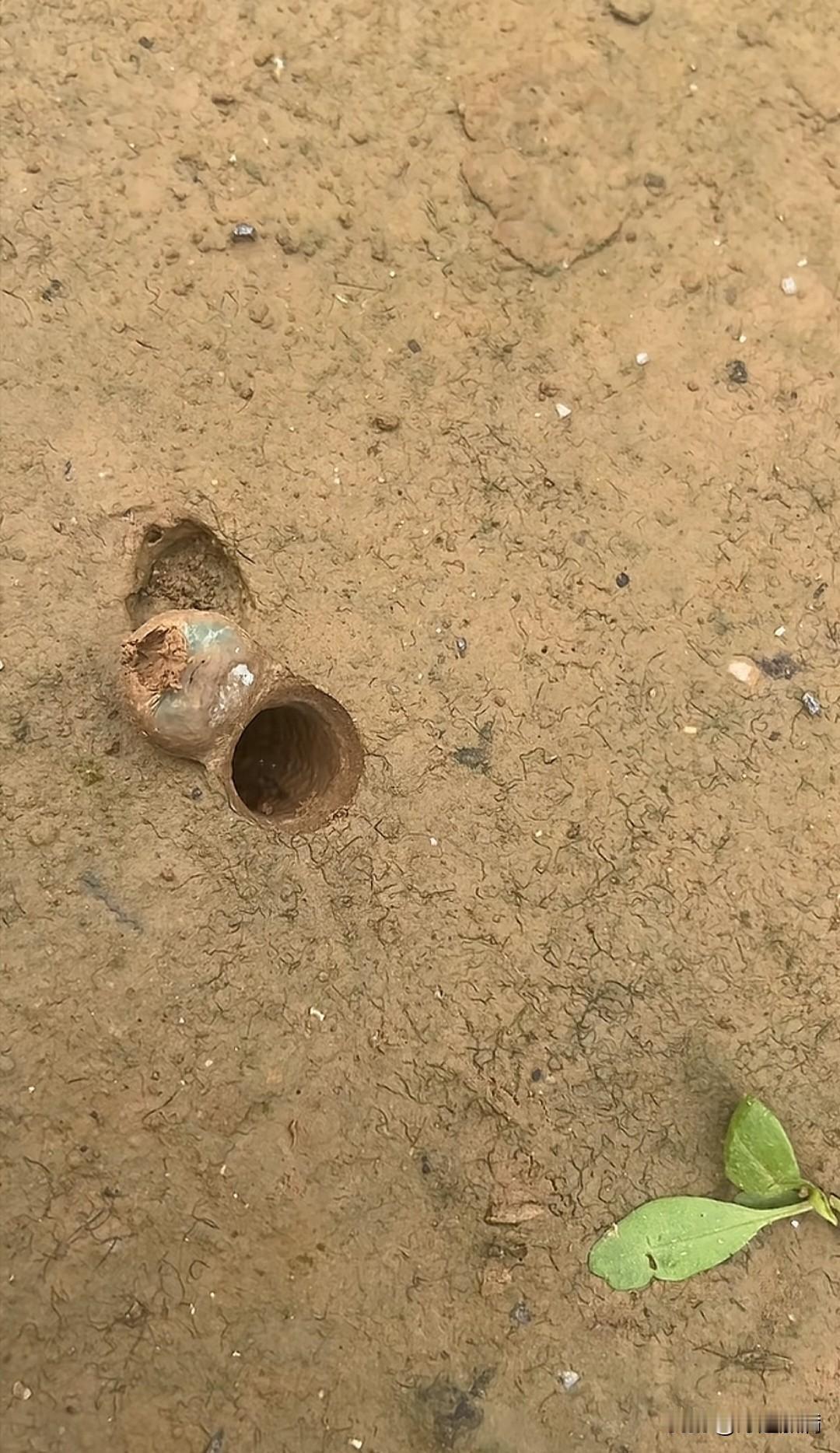 我敢说，没有几个人能念出这俩字:螲蟷我也是刚刚才知道，有这样一种蜘蛛，会挖一