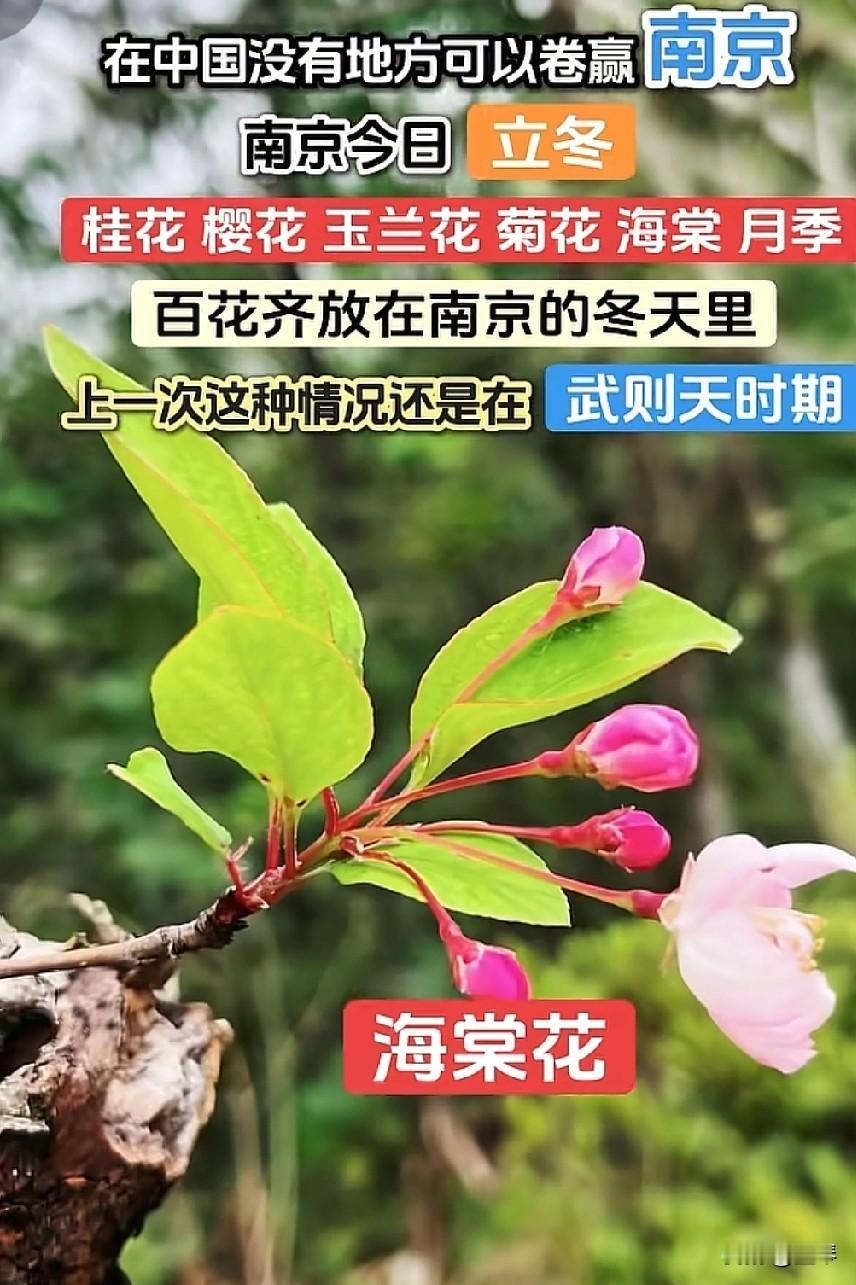 南京立冬：花界“卷王”集体炸场，武则天看了都得说句“还是你会玩”南京这