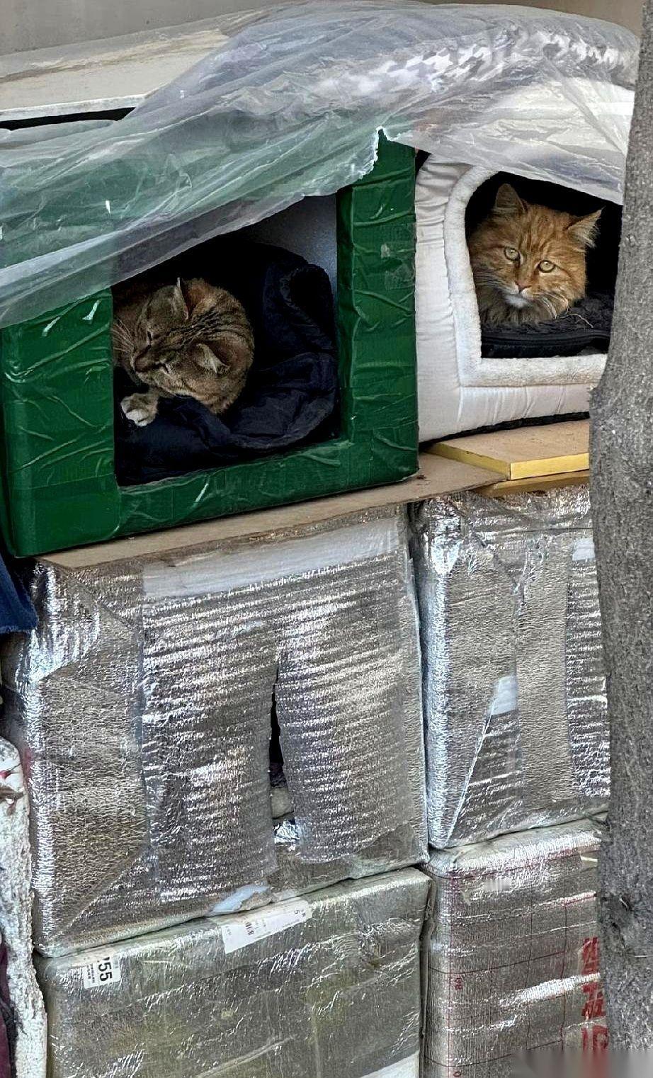 刷到个图，真的，直接给我看愣了。上海，今年零下的天，有人给流浪猫搞了个三层的“