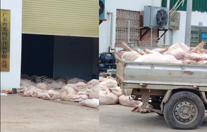 广东罗定一肉联食品企业涉嫌非法处置死猪: 7名嫌疑人被公安机关控制