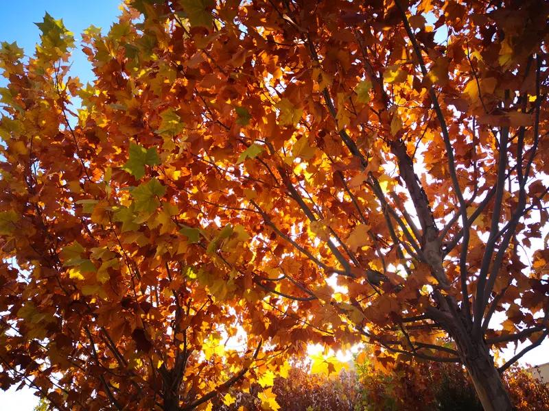 我们县有一个老师援疆支教把自己孩子带过去，他的孩子就考上北大了。五年前我们县有