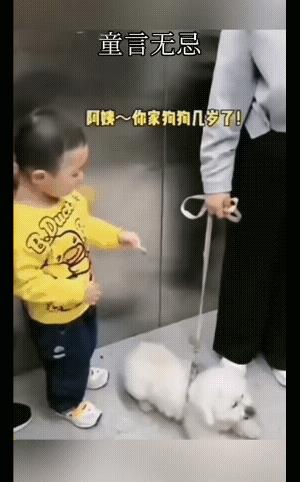 为什么所有养狗的女人都是值得同情和可怜的呢？因为除了狗理会她们，她们已经无法生活