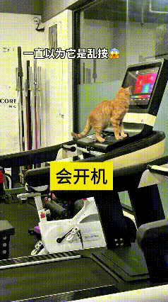 这个视频我看了好几遍，真是把我逗乐了。健身房里的这只橘猫，居然自己踩按键把跑步机