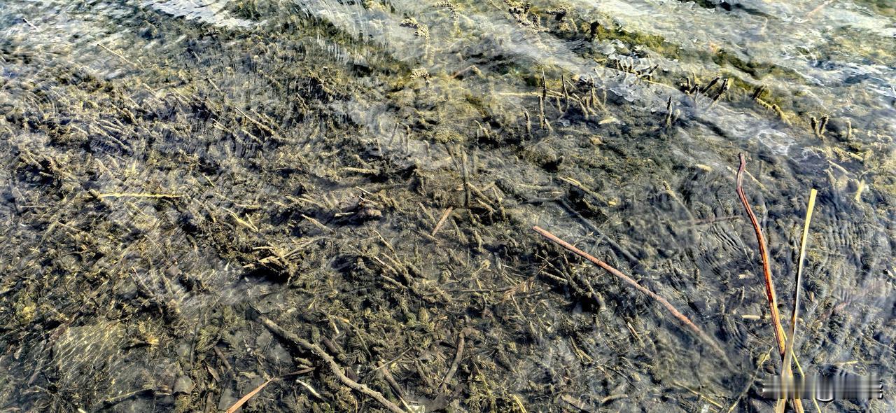 沈阳磅礴的水系，苍鹭掠窗间，市民出门可见鸳鸯戏水，谁能不爱[害羞]。