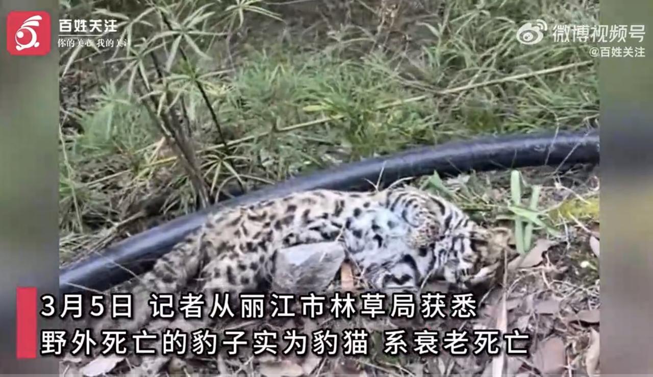 丽江民宿老板疑遇豹子尸体官方通报：系豹猫，自然衰老死亡3