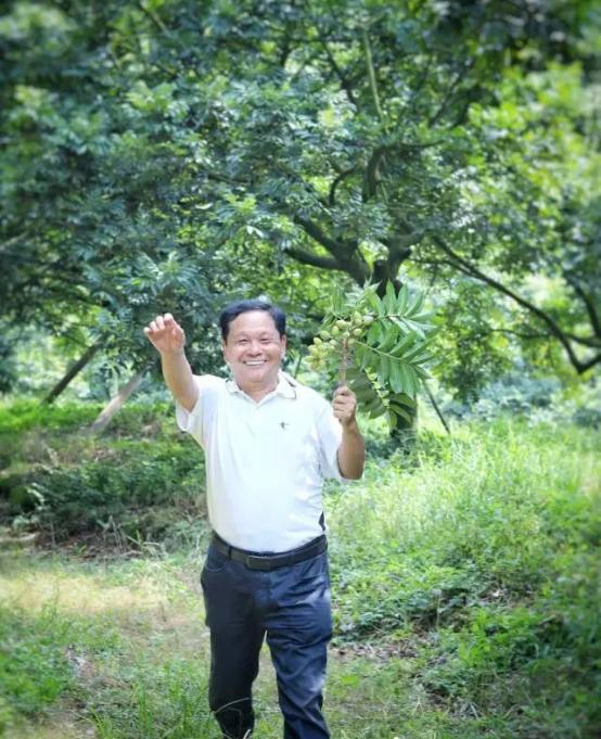 1984年，广东一位客家大叔为了种植1000亩橄榄树，借债1200万，搞得自己妻