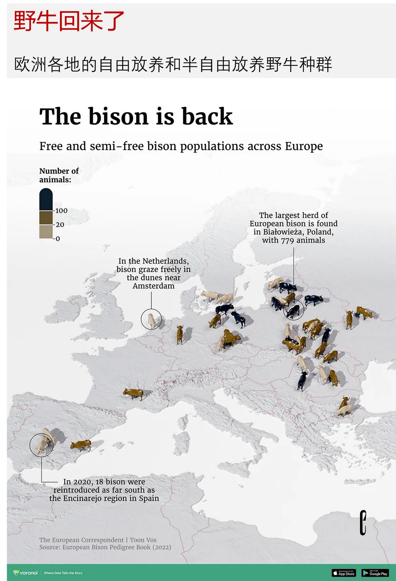 濒临灭绝的物种正在恢复生机，欧洲野牛回来了曾经在欧洲广泛分布的欧洲野由于数百