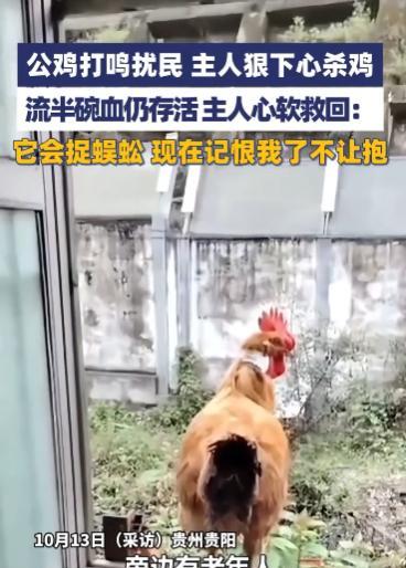 “离了个大谱！”10月13日，贵州贵阳，一女子家养的公鸡每天早上打鸣扰民，她心一