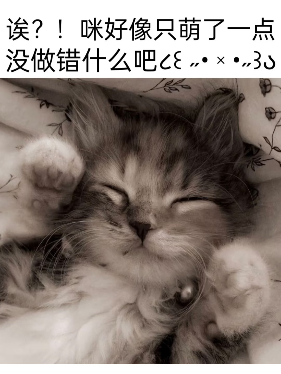 小猫心事
