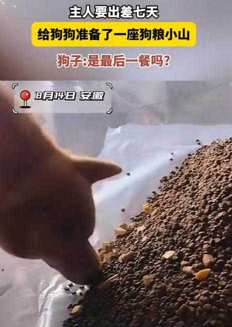 笑不活了！浙江，一狗主人要出差七天，担心狗狗挨饿，灵机一动买回几袋狗粮，全倒在地