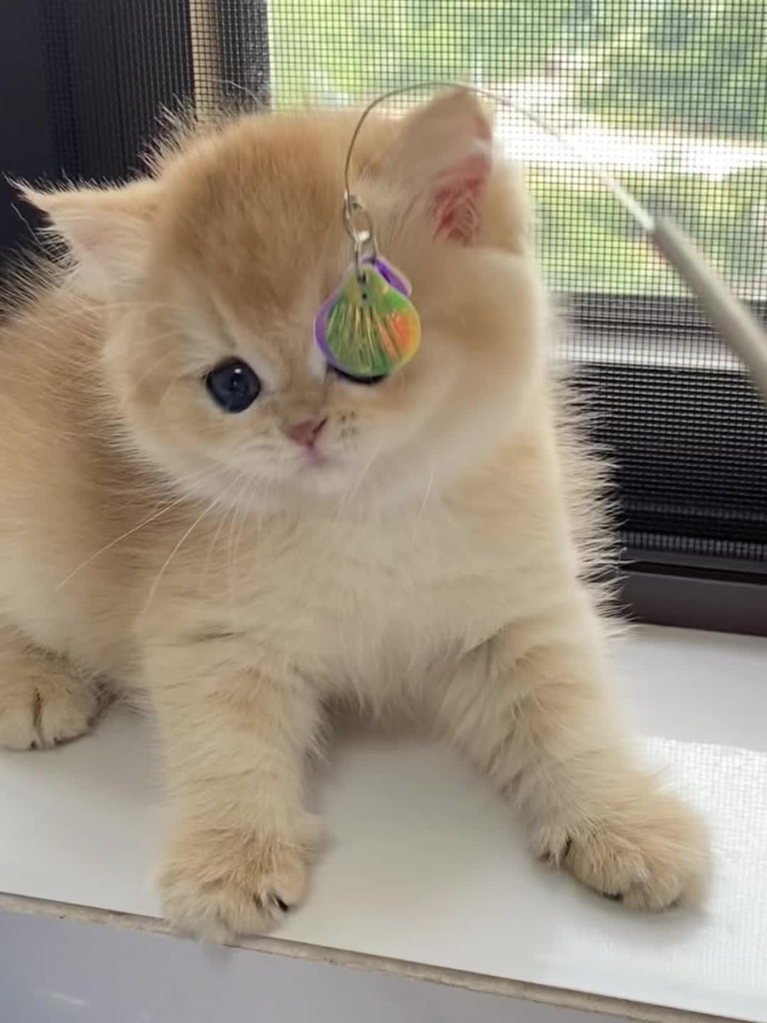 萌宠 养猫人 爱了爱了 也太可爱了吧 英短蓝金渐层