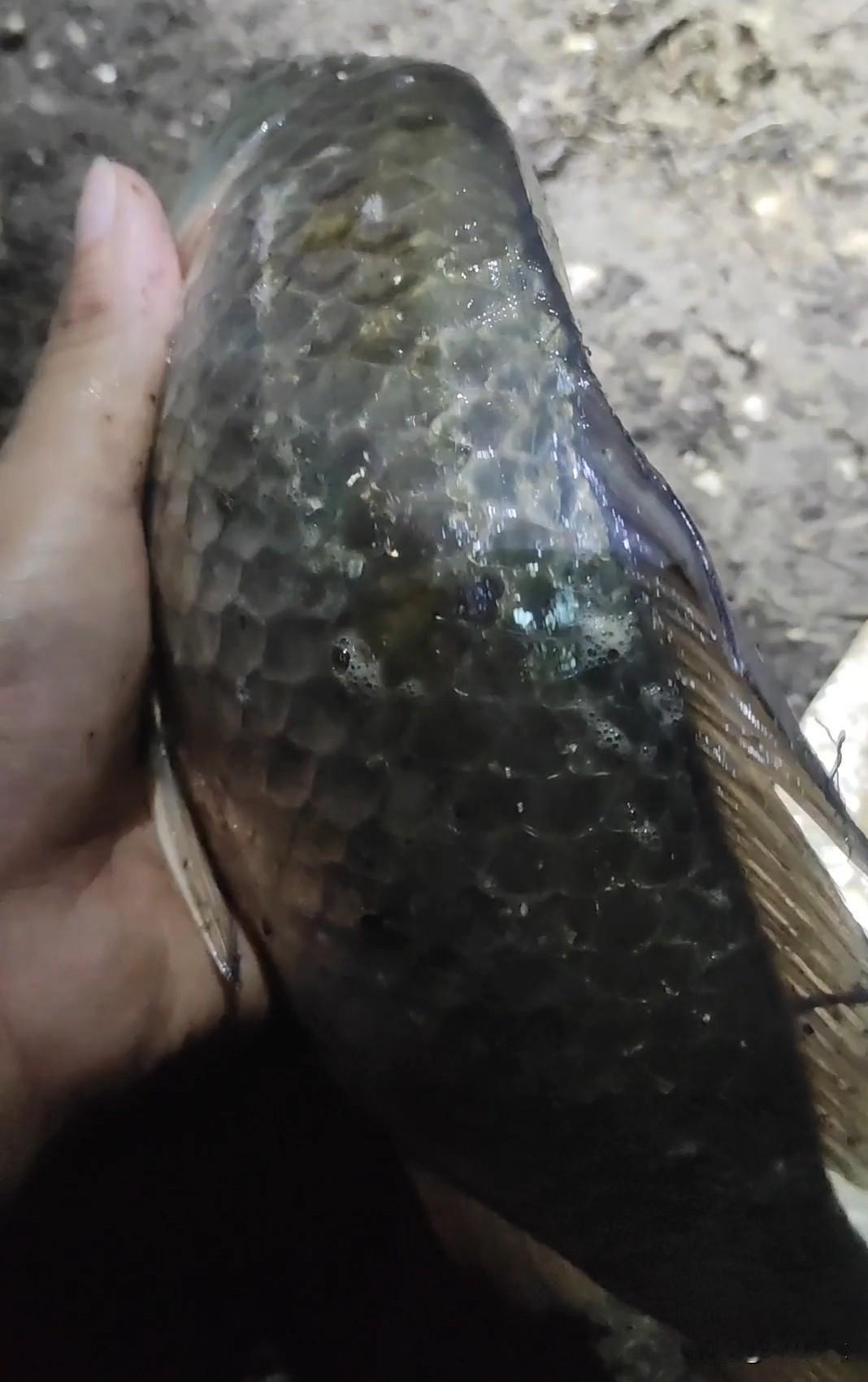 冬天钓鲫鱼1.5-1号线的配比是我最后的底线，0.几的线是绝对不会用的，因为挡口