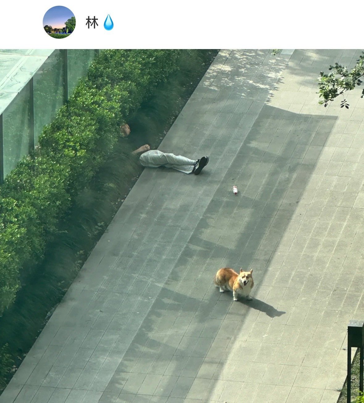 夏天是属于养狗人的噩梦[doge]​​​