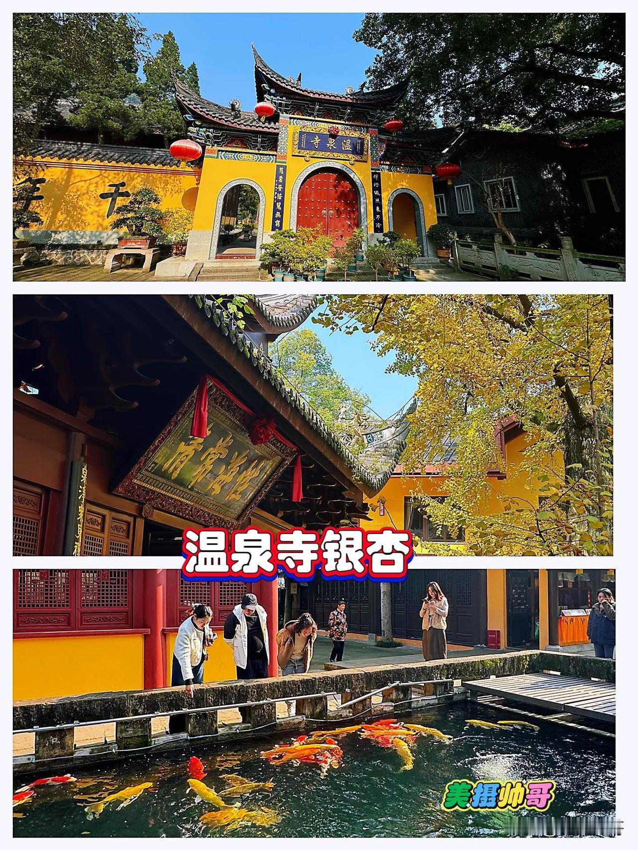 从来银杏不负冬，重庆温泉寺银杏之美11月27日是个冬日难得的好天，北碚温泉寺