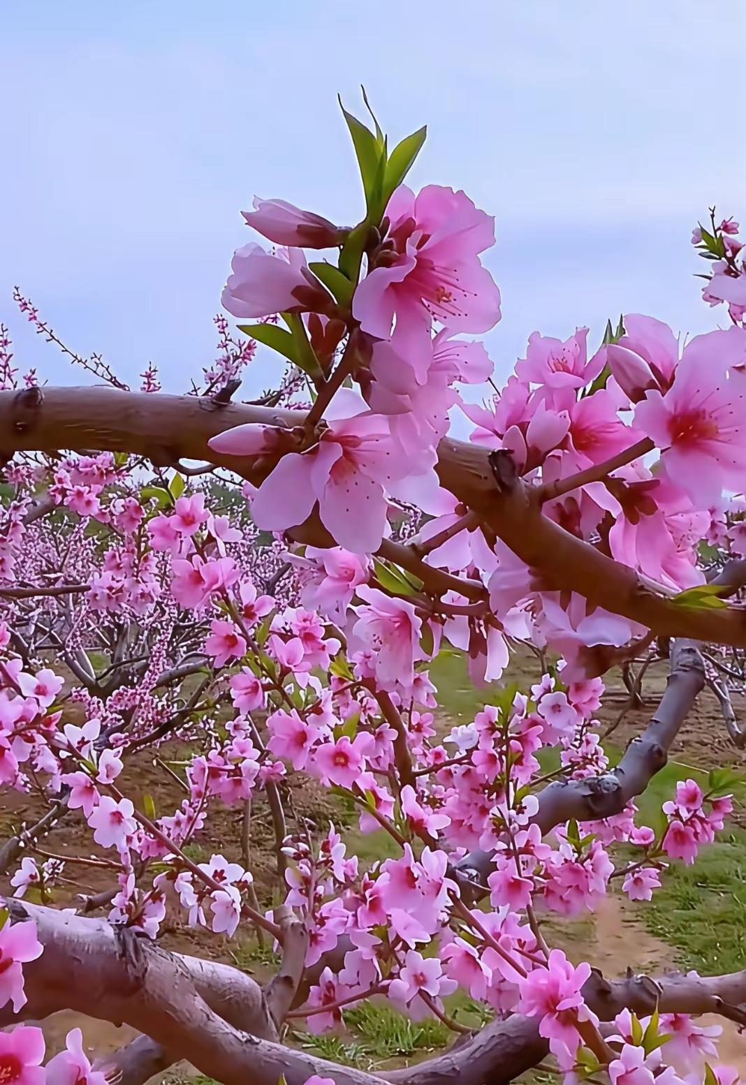 春色入怀来，花香独自开风一暖，春便漫过山野，悄无声息，入我胸怀。不必