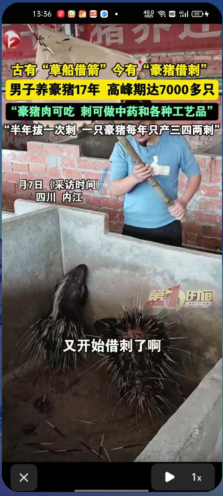 3月7日，四川内江。古有“草船借箭”，今有“豪猪借刺”。余先生养豪猪17年，高峰
