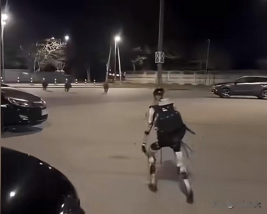 波兰城市大街上，一个宇树机器人追着3只野猪跑，这可不是玩，赶野猪可是这个人形机器