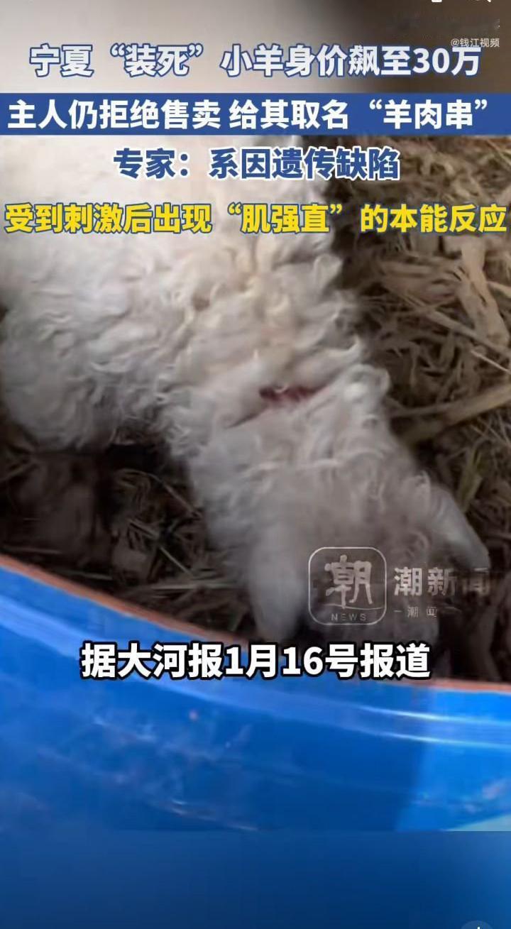 谁能想到一只刚出生十天的小羊，凭着“看人下菜碟”的本事火遍全网！宁夏养殖户带着四