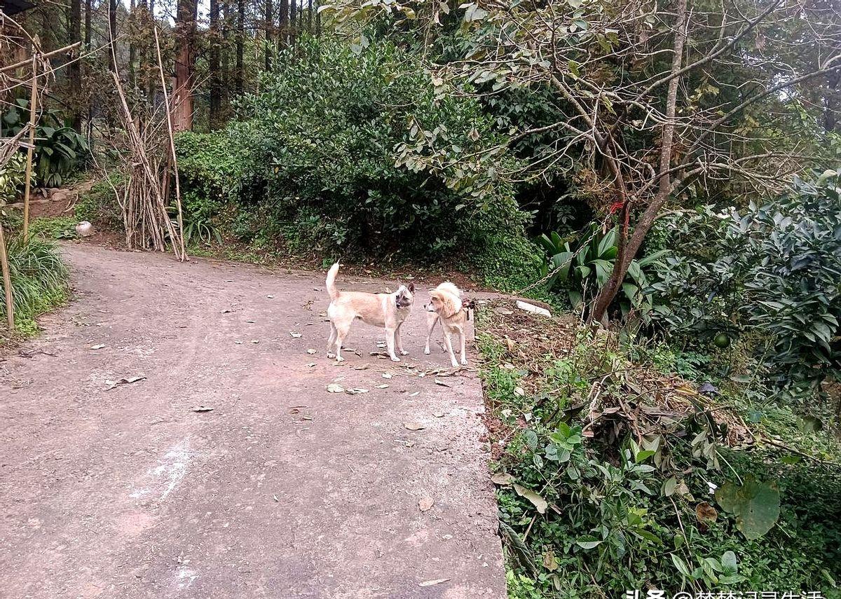 狗到底一年发情几次呀？开春的时候肉松发情，没怀上小狗。最近肉松又有点心浮气躁