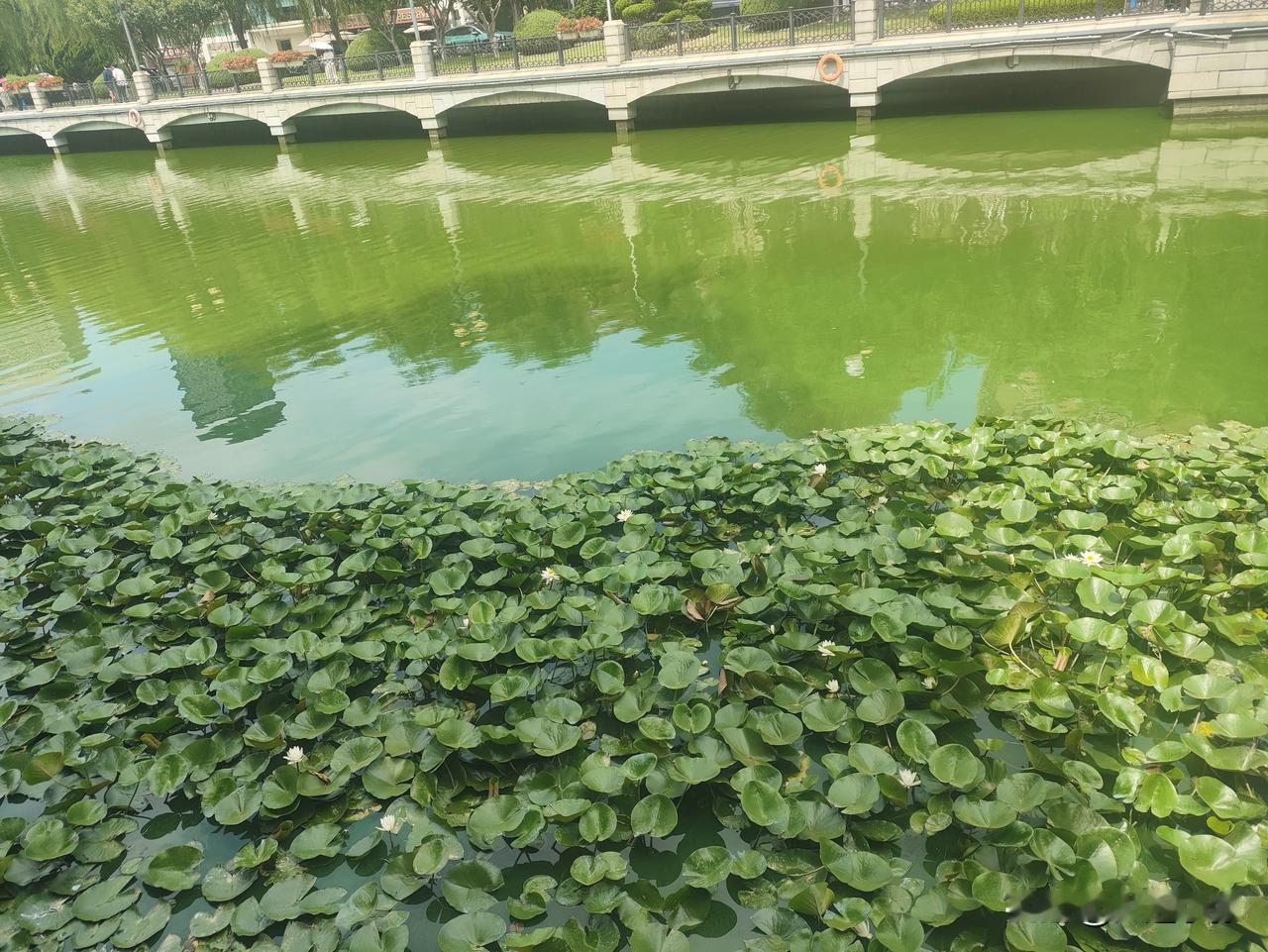 大连儿童公园明泽湖：荷塘刚开，白鹅在岸边溜达前两天去大连儿童公园的明泽湖溜达