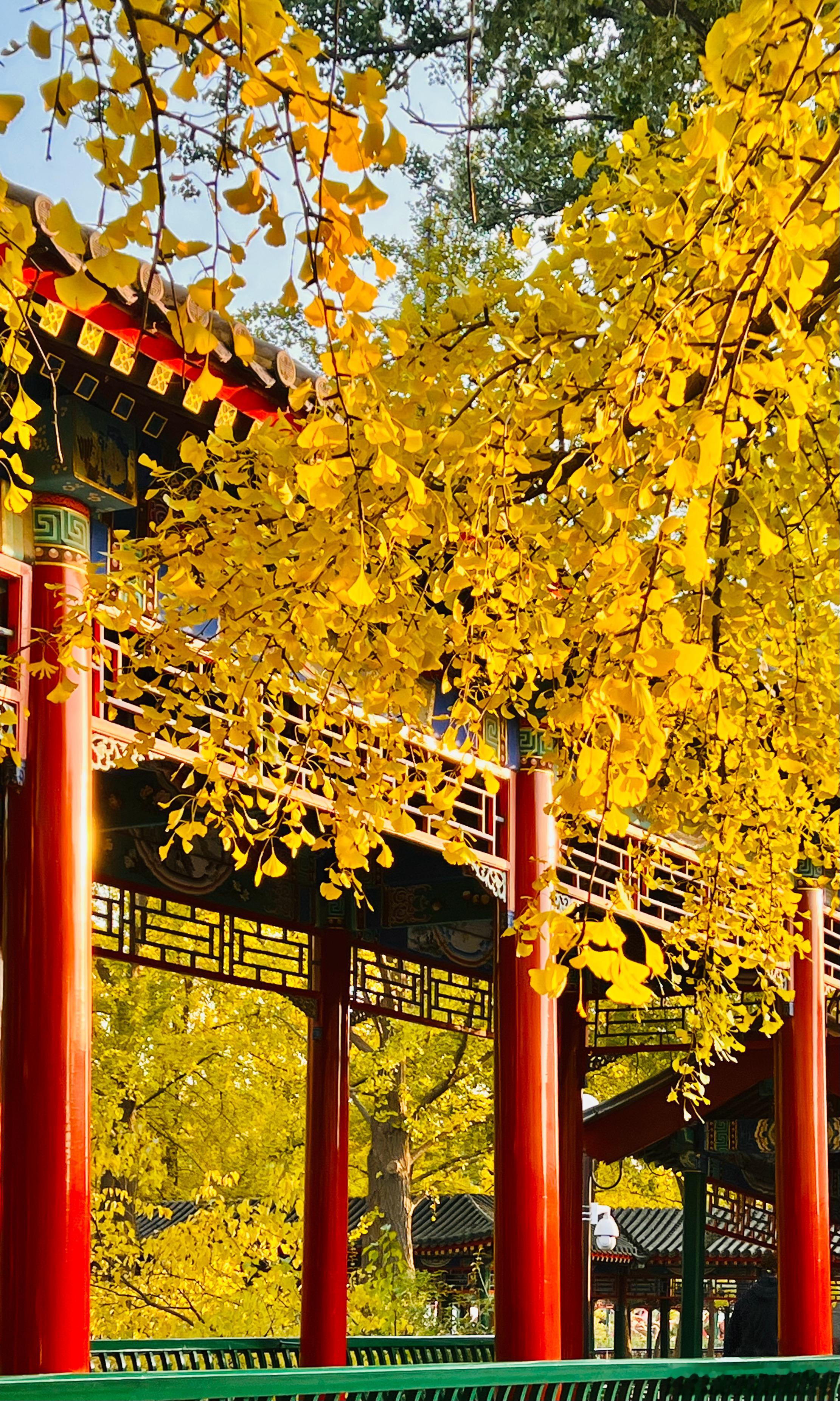 中山公园银杏黄北京秋景如画摄影