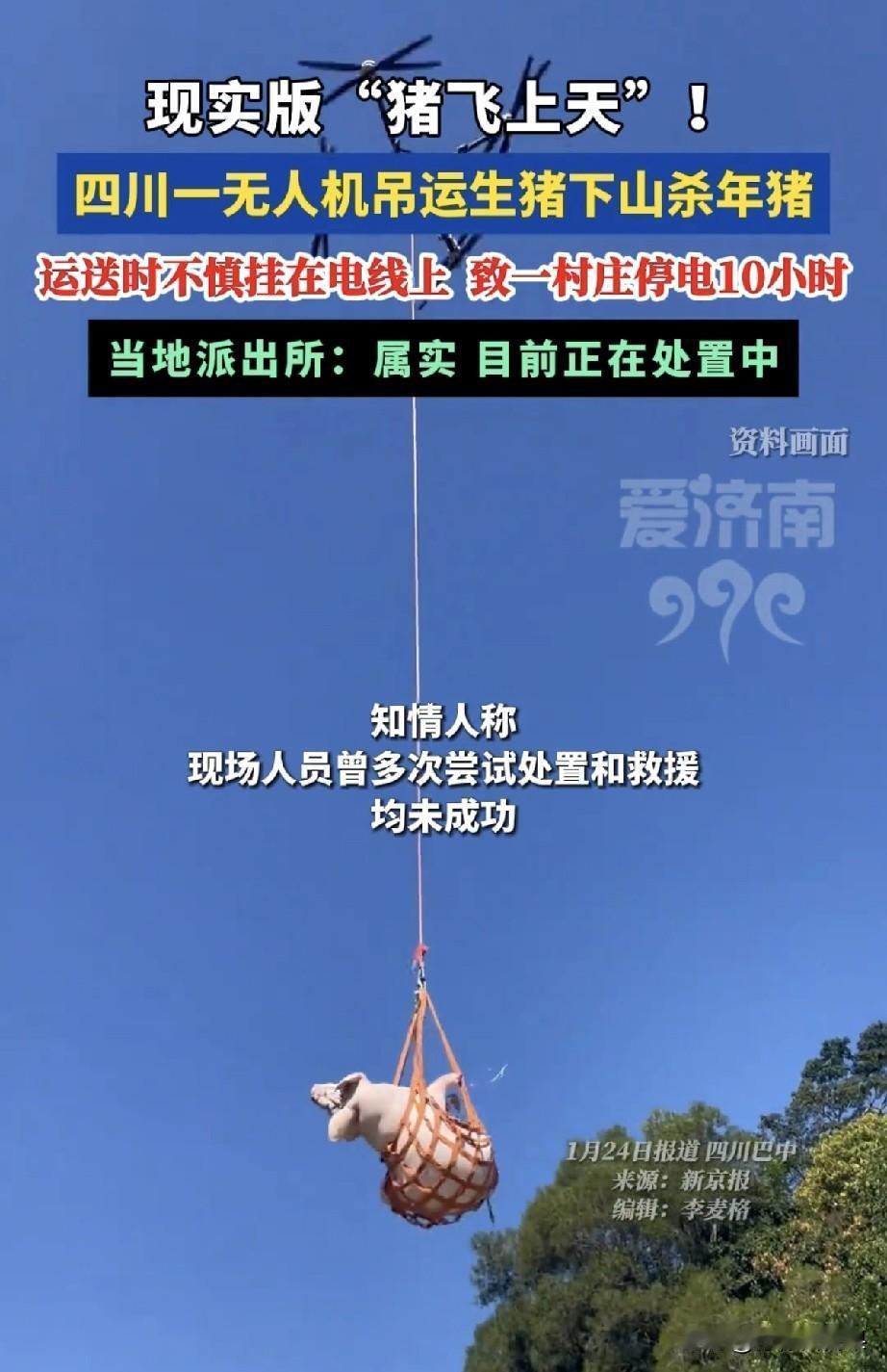 年度最惨“飞天猪”！全村停电10小时，猪：我招谁惹谁了家人们，年度离谱事件