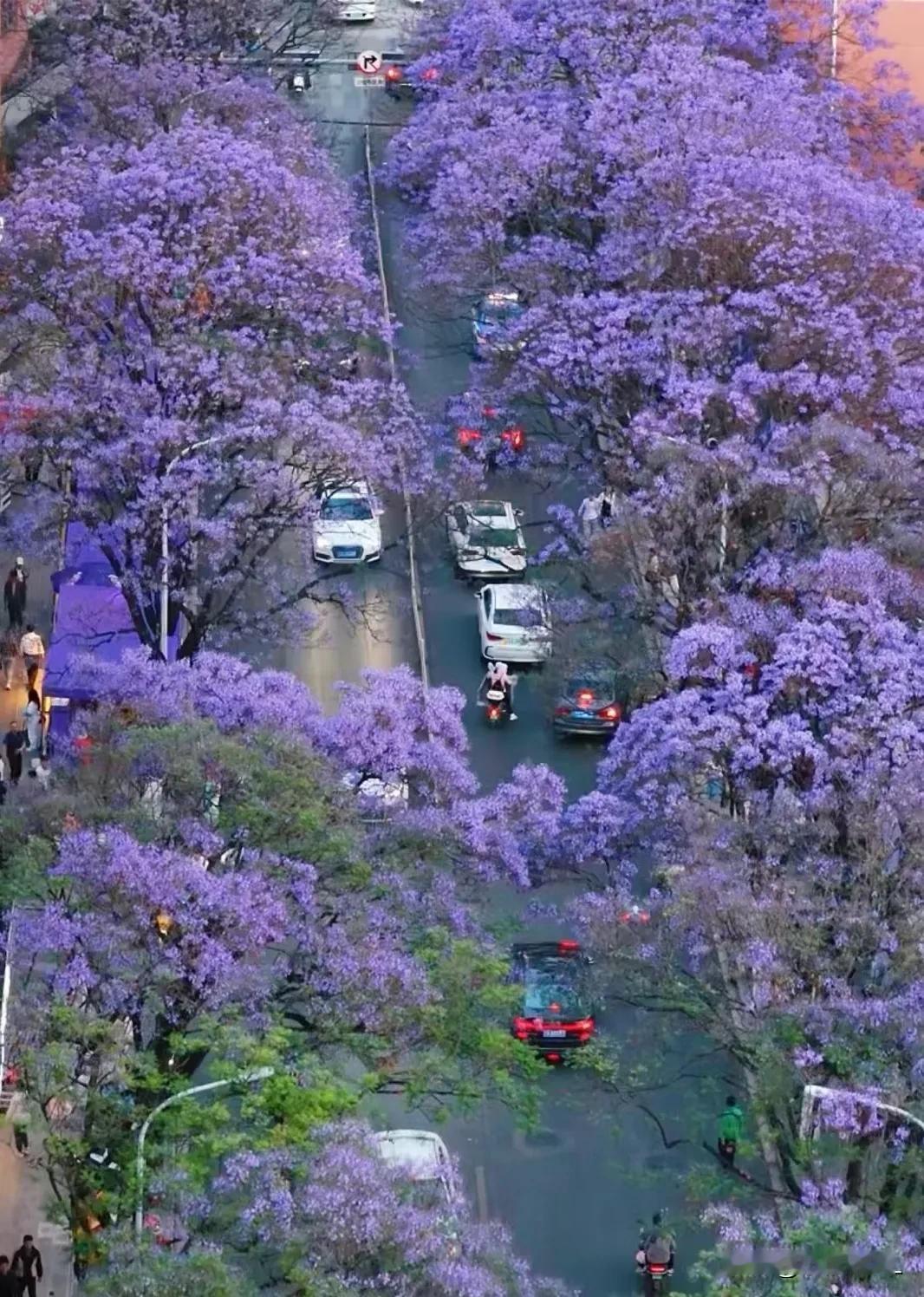 云南的蓝花楹正在盛开春日生活打卡季人间四月天，广州四处好像打翻了调色盘，五