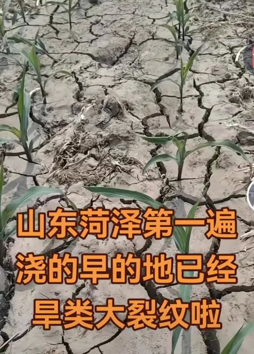 菏泽地区出现了严重的干旱，近期没有有效降雨。6月14号山东省出现了降雨，日照，临