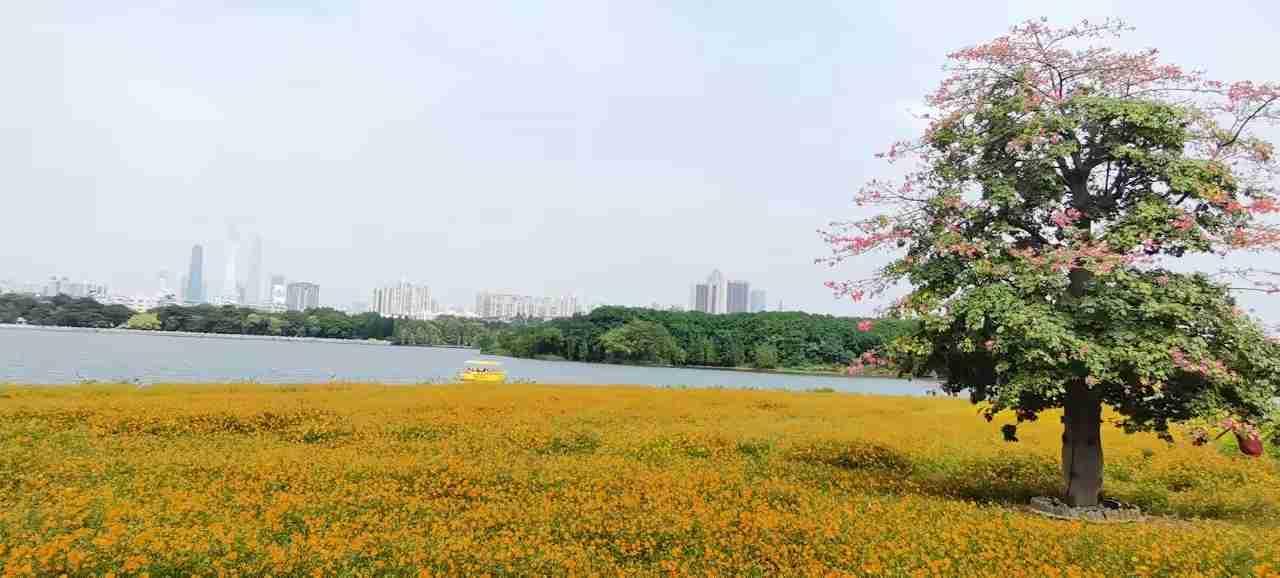 广州上班佛山买房，我曾以为是坑，现在真香了2018年跟风在佛山买房时，我对