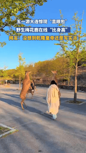 笑不活了！梅花鹿打架像小学生比身高五一在大连偶遇两只显眼包梅花鹿，为了“谁