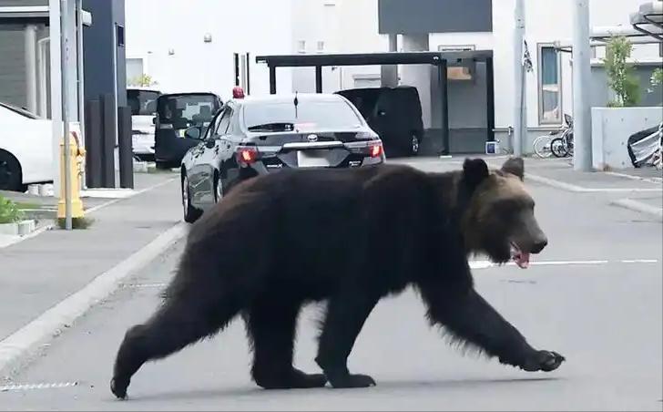 现在日本人真是碰瓷中国碰上瘾了，韩国人还是只喜欢剽窃中国的文化成就，日本人是碰见