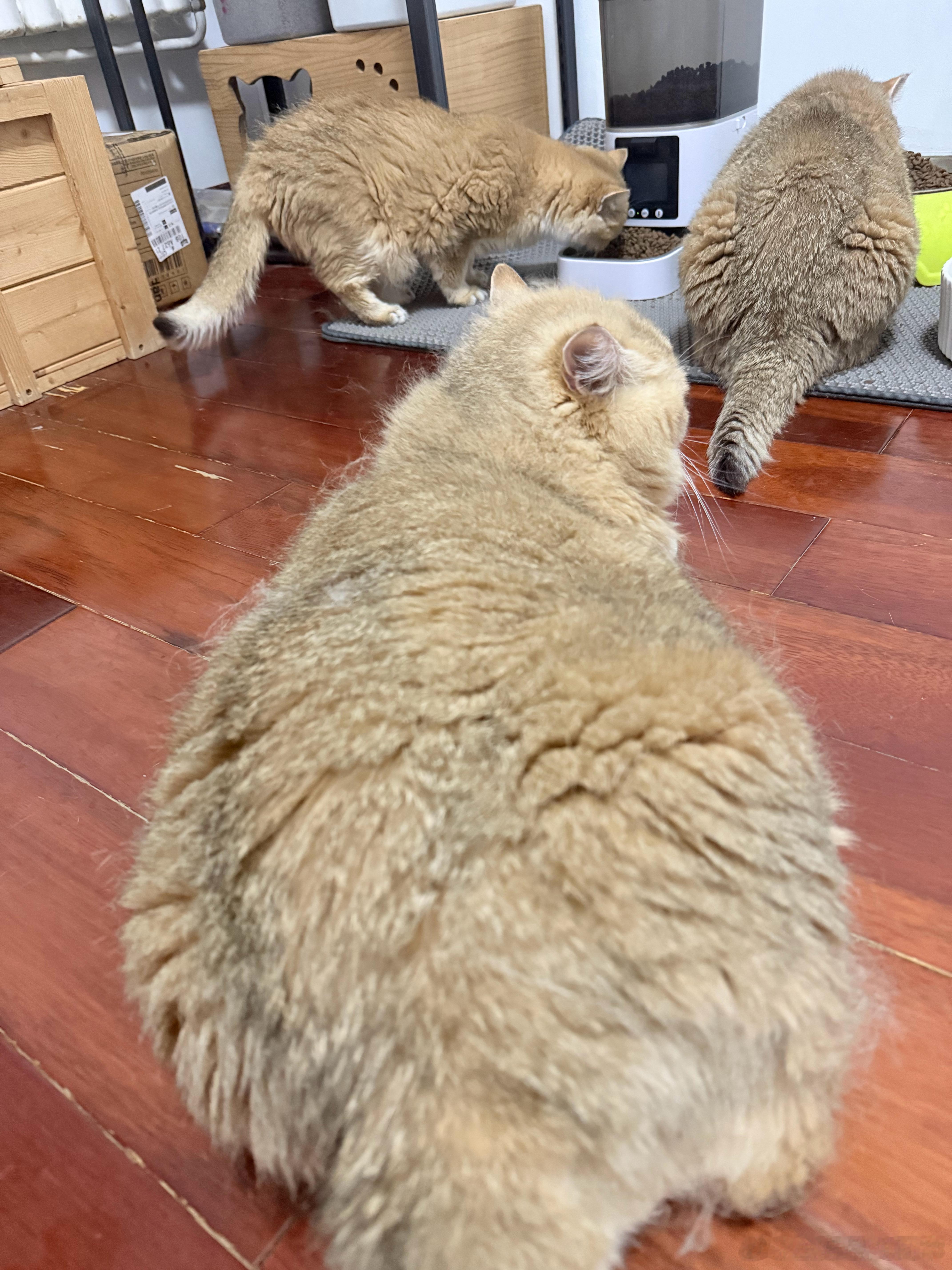 排队吃饭萌宠猫咪