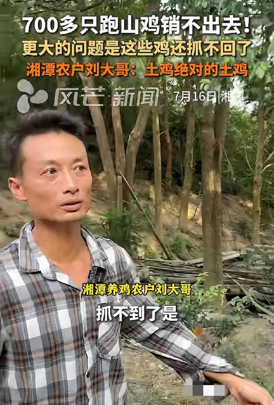 真是笑不活了！湖南有位农户养了700多只跑山鸡，结果卖不出去了，不是鸡太廋，