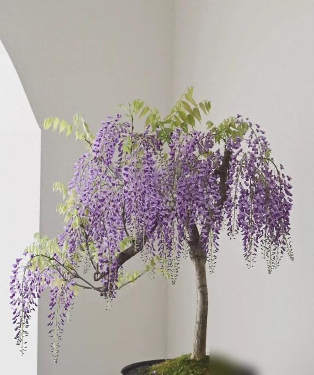 谁不想家里有棵能传代的花树啊！最近刷到好多人在找“便宜又长寿的花树”，其实咱们身