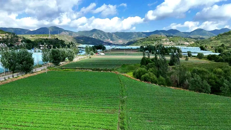 宁夏隆德县: 蔬菜多茬种植显活力 田间地头丰收景正好
