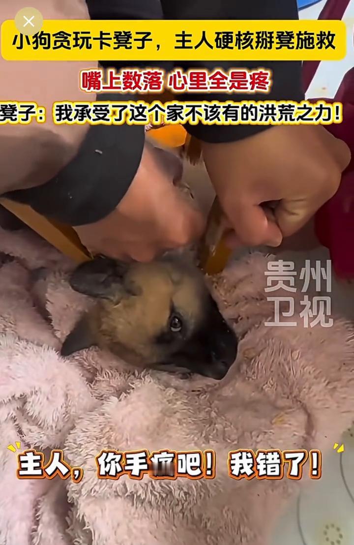 小狗贪玩卡凳子，主人硬核掰凳施救，嘴上数落心里全是疼。凳子：我承受了这个家不该