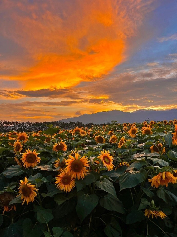 夕阳下的花海，很美的向日葵壁纸​​​