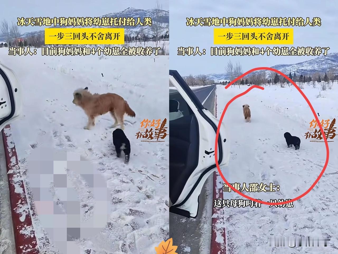 “看哭了！”新疆，一车主刚在路边停下休息，接下来的一幕让他直接傻眼了：狗妈妈叼着