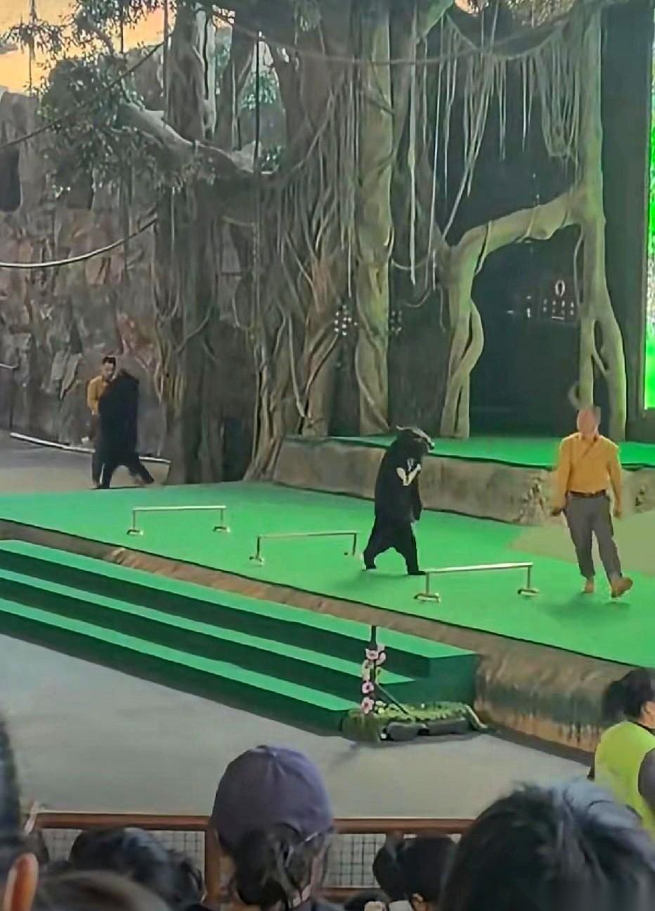 那只熊，前一秒还在鞠躬作揖讨人笑，后一秒就把养它的人按在地上撕咬。视频里，工作